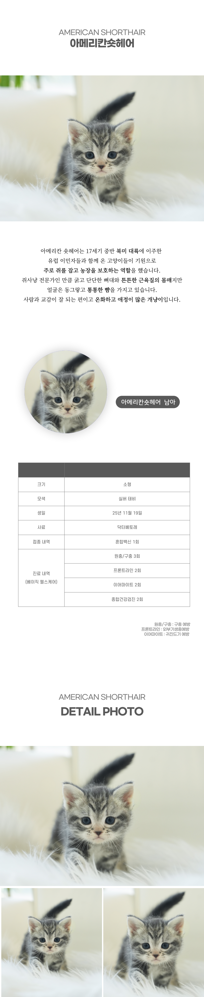 아메리칸숏헤어_상세이미지_2